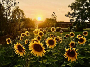 Quirindi Sunflower Motor Inn